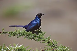 Lamprotornis: Ruppell's Long-tailed Starling