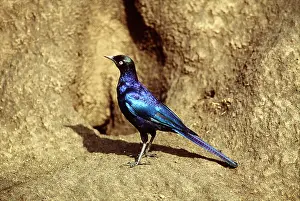 Termite: RUPPELL'S LONG TAILED STARLING - Looking for termites