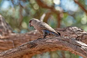 Rueppellii: Ruppell's parrot - standing on thick branch