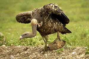 Rueppellii: Ruppell's Vulture