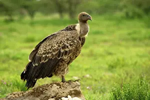 Rueppellii: Ruppell's Vulture