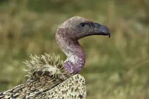 Rueppellii: Ruppell's Vulture