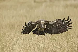 Rueppellii: Ruppell's Vulture