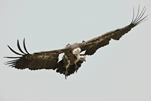 Rueppellii: Ruppell's Vulture