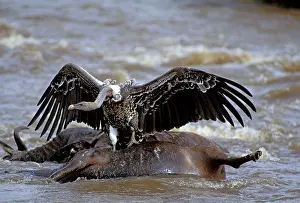 Rueppellii: Ruppell's Vulture on animal carcass in water