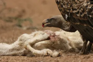 Garbage: Ruppell's Vulture eating a dead sheep disease - Senegal