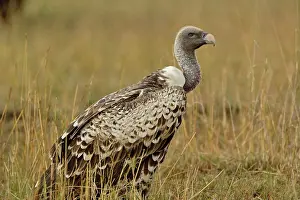 Rueppellii: Ruppell's Vulture, Gyps rueppellii, Masai