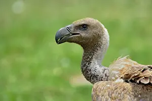 Rueppellii: Ruppell's Vulture, Gyps rueppellii, Serengeti