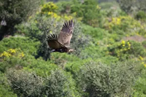 Ruppell: Ruppell's Vulture - juvenile in flight