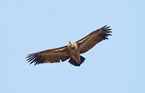 Ruppell: Ruppell's Vulture - juvenile in flight - October