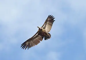 Ruppell: Ruppell's Vulture - juvenile in flight - October