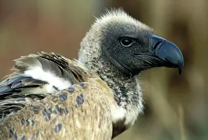Rueppellii: Ruppell's Vulture portrait