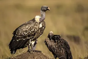 Rueppellii: Ruppell's Vultures on a mound