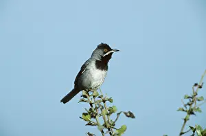 Ruppell: Ruppell's Warbler