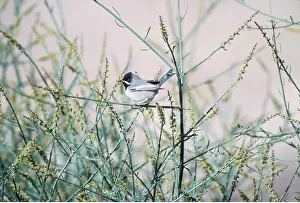 Lee Reszeter: RUPPELL'S WARBLER - male
