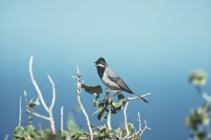 Ruppells: Ruppell's Warbler - male singing