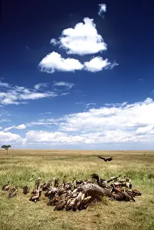 Survival: Ruppell's & White-backed VULTURES - on elephant carcass