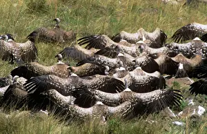 Ruppels: Ruppels Griffon Vulture & African White-backed
