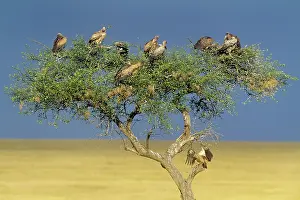 Ruppels: Ruppels Griffon Vulture & African White-backed