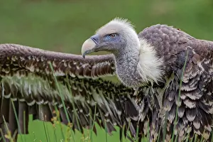 Griffon: Ruppel's griffon vulture, Critically endangered species