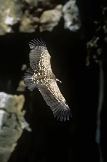Ruppels: Ruppels Griffon Vulture - in flight