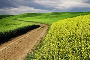 Wheat: Rural farm road through yellow canola and green