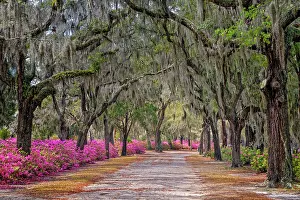 Georgia: Rural road with azaleas and live oaks lining roadway