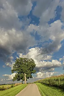 Transportation: Rural road beneath stately tree, Oldham County, Kentucky