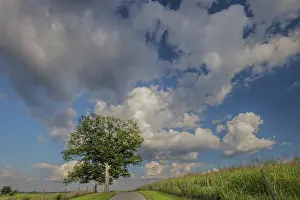 Transportation: Rural road beneath stately tree, Oldham County, Kentucky