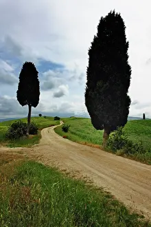 Tuscan: Rural road between two cypress trees, Tuscany