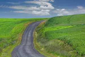 Wheat: Rural road through rolling wheat fields, Palouse