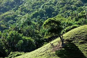 Javan: Rusa deer Javan rusa Sunda sambar