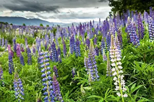Lupins: Russell Lupin Flowers