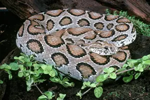Herps: Russell's Viper