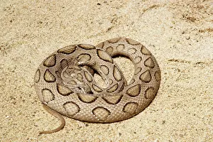 Coiled: RUSSELL'S VIPER