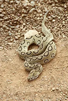 Joanna Van Gruisen: RUSSELL'S VIPER - COILED