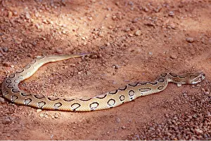 Joanna Van Gruisen: RUSSELL'S VIPER - ON SAND
