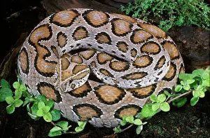 Russel's Viper
