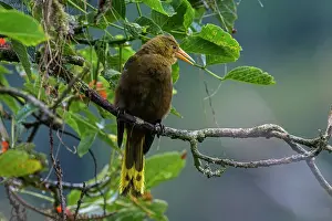 Oropendolas: Russet-backed Oropendola, Cueva de los Guacharos