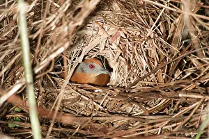 Crake: Russet-crowned Crake breeding