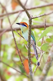 Motmots: Russet-crowned Motmot