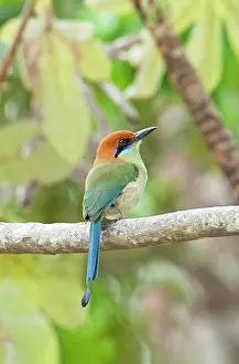 Motmots: Russet-crowned Motmot