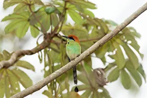 Momotus: Russet-crowned Motmot - March