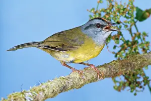 Coronatus: Russet Crowned Warbler
