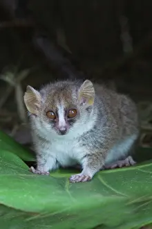 Rufus: Russet mouse lemur (Microcebus rufus), Perinet