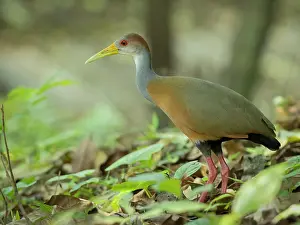 Naped: Russet-naped wood rail (Aramides albiventris)