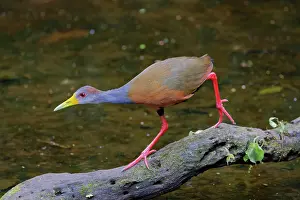 Naped: Russet-naped Wood Rail Aramides albiventris Sarapiqui, Costa
