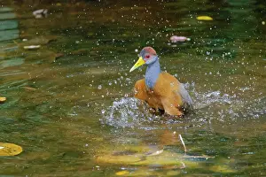 Naped: Russet-naped Wood Rail - washing Aramides albiventris Sarapi