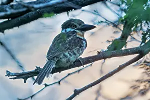 Puffbird: Russet-throated Puffbird, Guajira Peninsula, Colombia