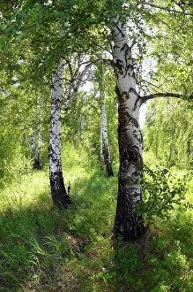 Compact: Russia - a compact woods kolok ('kolki for plural)